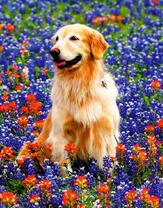 Лабрадор на цветущей полянке