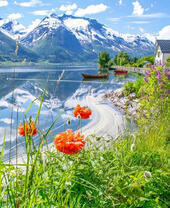 Маки на берегу альпийского озера