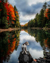 Щенок на камне у озера