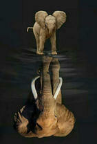 Маленький слоненок и его взрослое отражение