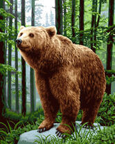 Бурый мишка в сосновом лесу