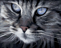 Пушистый и голубоглазый кот