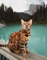 Бенгальский кот на фоне озера