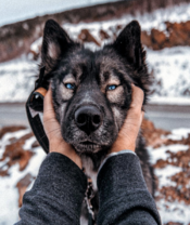 Голубоглазый пёс