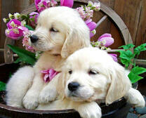 Милые щеночки и розовые цветы