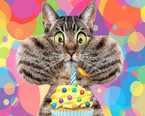 Котик празднует свой день рождения