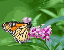 Нежная бабочка на цветочке