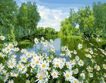 Высокие ромашки у реки