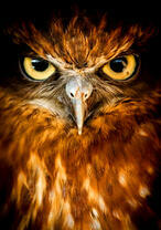 Взгляд филина