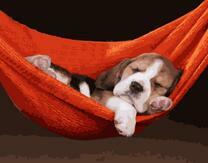Щеночек в гамаке