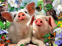 Довольные поросятки