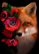 Лиса и красные маки