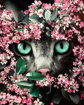 Зеленоглазый котёнок среди мелких цветочков