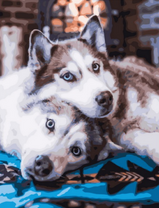 Две милые хаски у камина