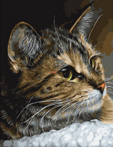 Портрет милой кошки