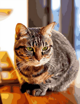 Серая кошечка в солнечных лучах