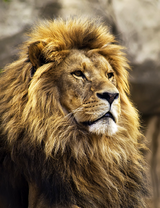 Лев с большой гривой