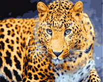 Молодой леопард