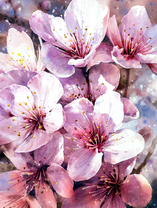 Цветение вишни в весеннем солнышке