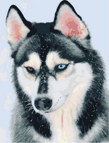 Лайка с разноцветными глазами