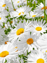 Большие ромашки