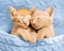 Котята кремового цвета