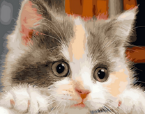 Маленький красивый котёнок