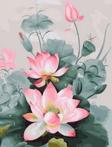 Нежно-розовые цветы лотоса