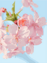 Нежно-розовое цветение вишни