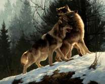 Зимние игры волков