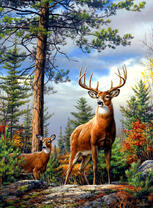 Стадо оленей в сосновом лесу