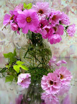 Космеи в стеклянной вазе