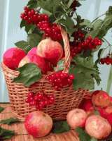 Картина по номерам Номерашка (Paintboy) «Плетёная корзина с калиной и яблоками»