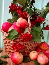 Урожай яблок и калины