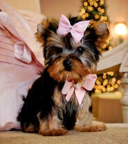 Мини-йорк с бантиками