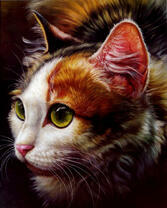 Кошечка черепахового окраса