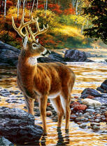 Гордый олень у осенней реки