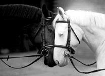 Черный конь и белая лошадь