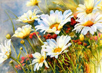 Полевые ромашки