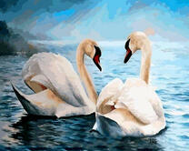 Озеро и пара белых лебедей