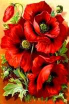 Яркие цветы красных маков