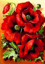 Красные цветы