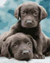 Коричневые щенки лабрадора