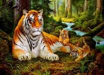 Тигр и тигрята