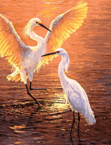 Белые аисты в закатных лучах