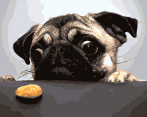 Мопсик и вкусняшка