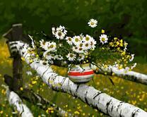 Белые ромашки