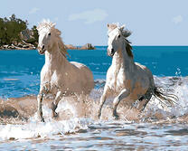 Пара белых лошадей в морских водах