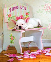 Песик уснул на стуле