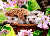 Ушастые ежике в корзине